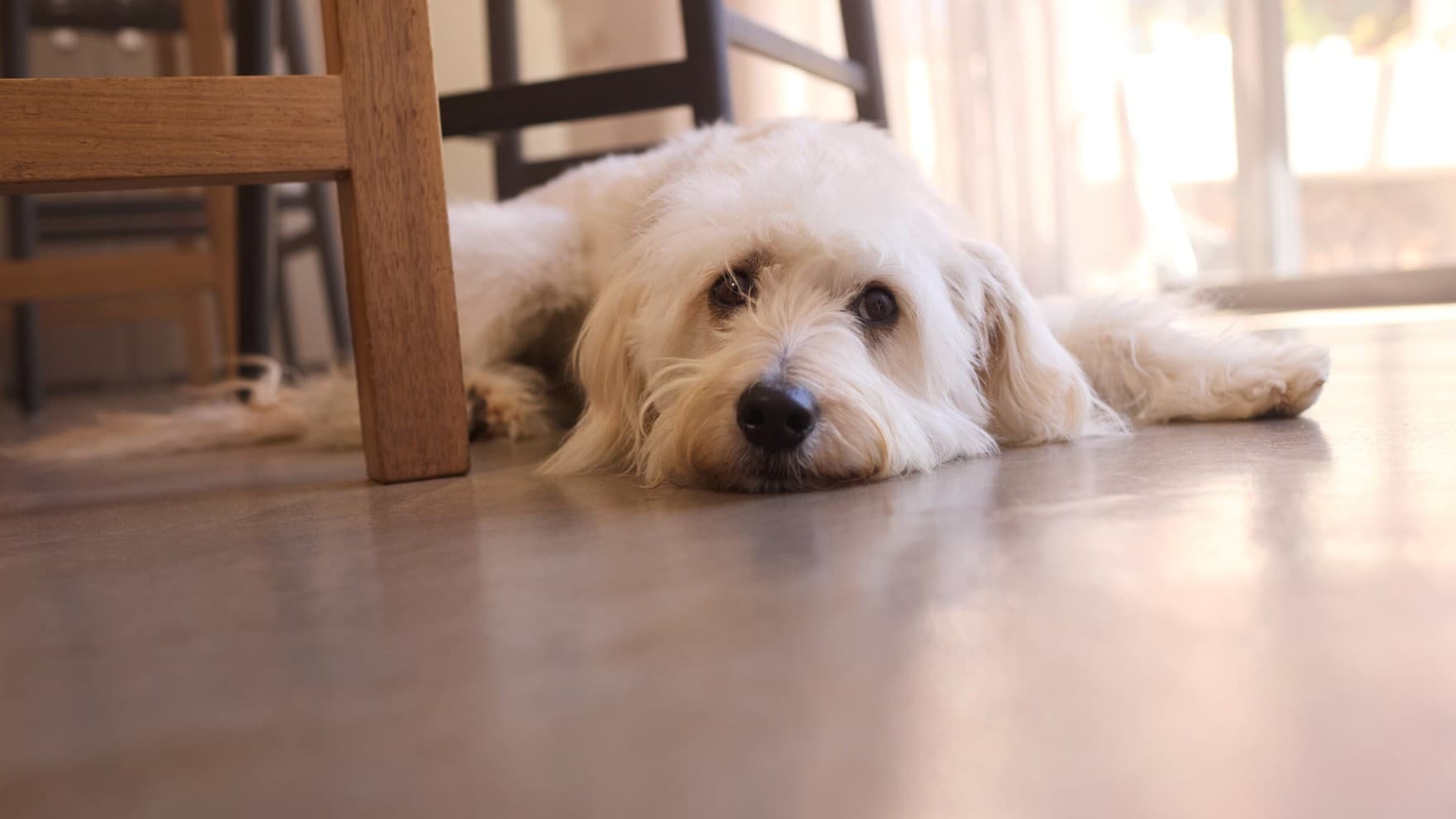 ein Hund, der auf dem Boden liegt