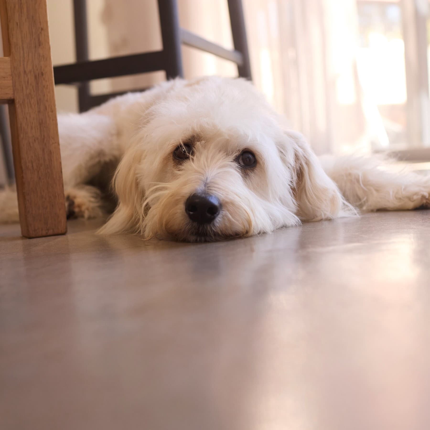 Hund liegt auf dem kühlen Boden im Haus