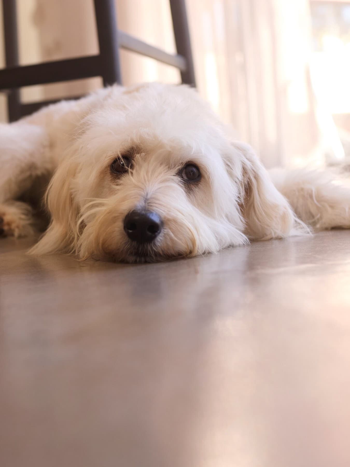 ein Hund, der auf dem Boden liegt