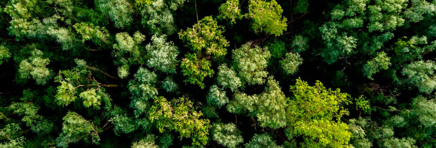 Ein Blick aus der Vogelperspektive auf einen Wald