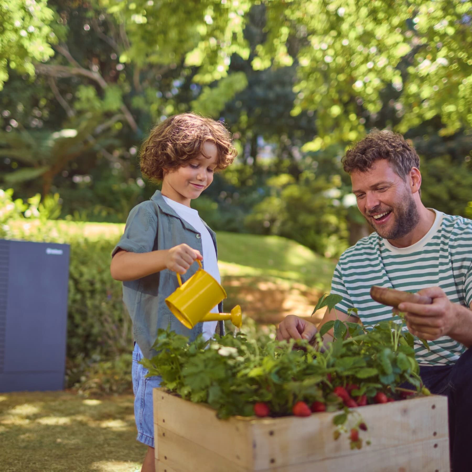 Vater und Sohn gießen Radieschen im Garten