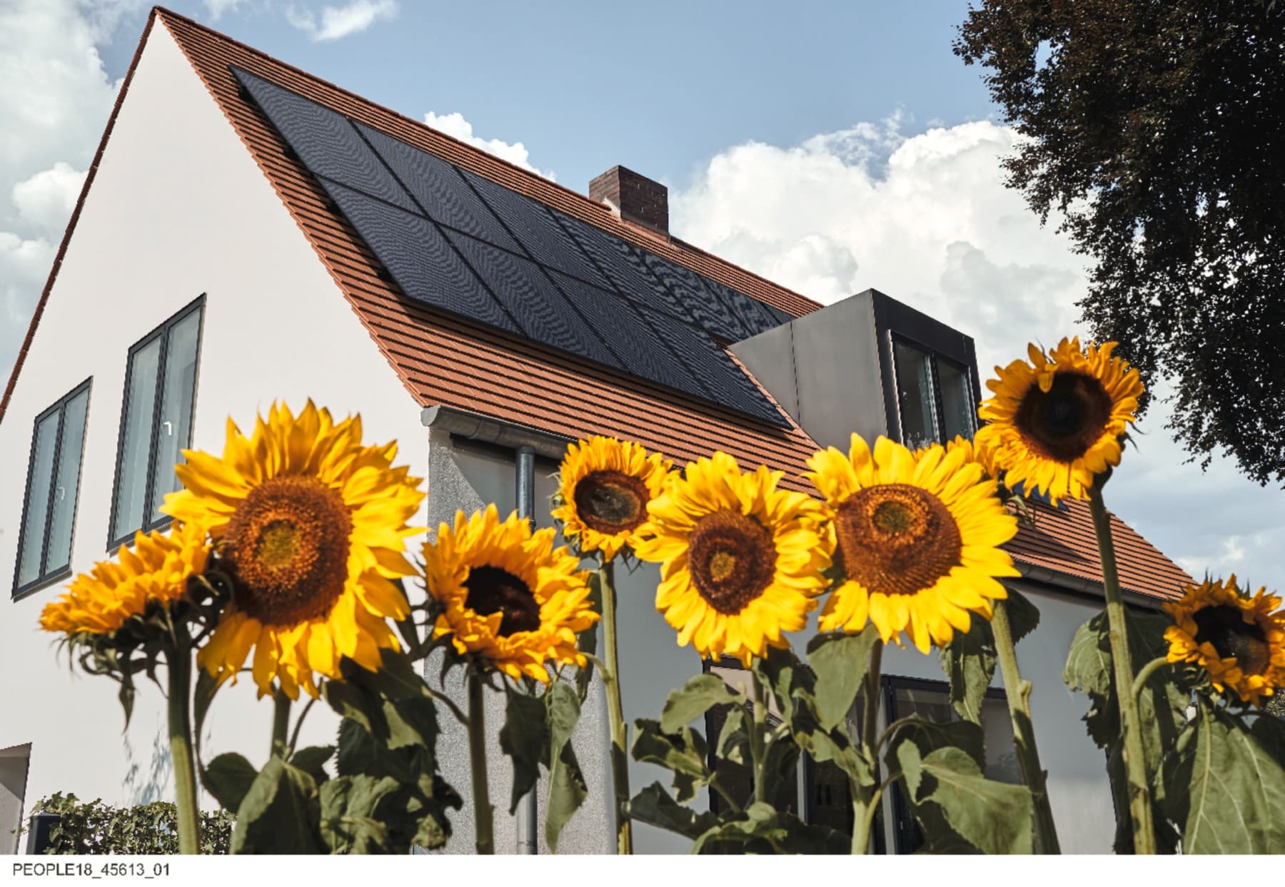 Hinter großen Sonnenblumen steht ein Haus. Auf dem Dach sind Sonnenkollektoren installiert, um Sonnenenergie für die Stromerzeugung zu nutzen.