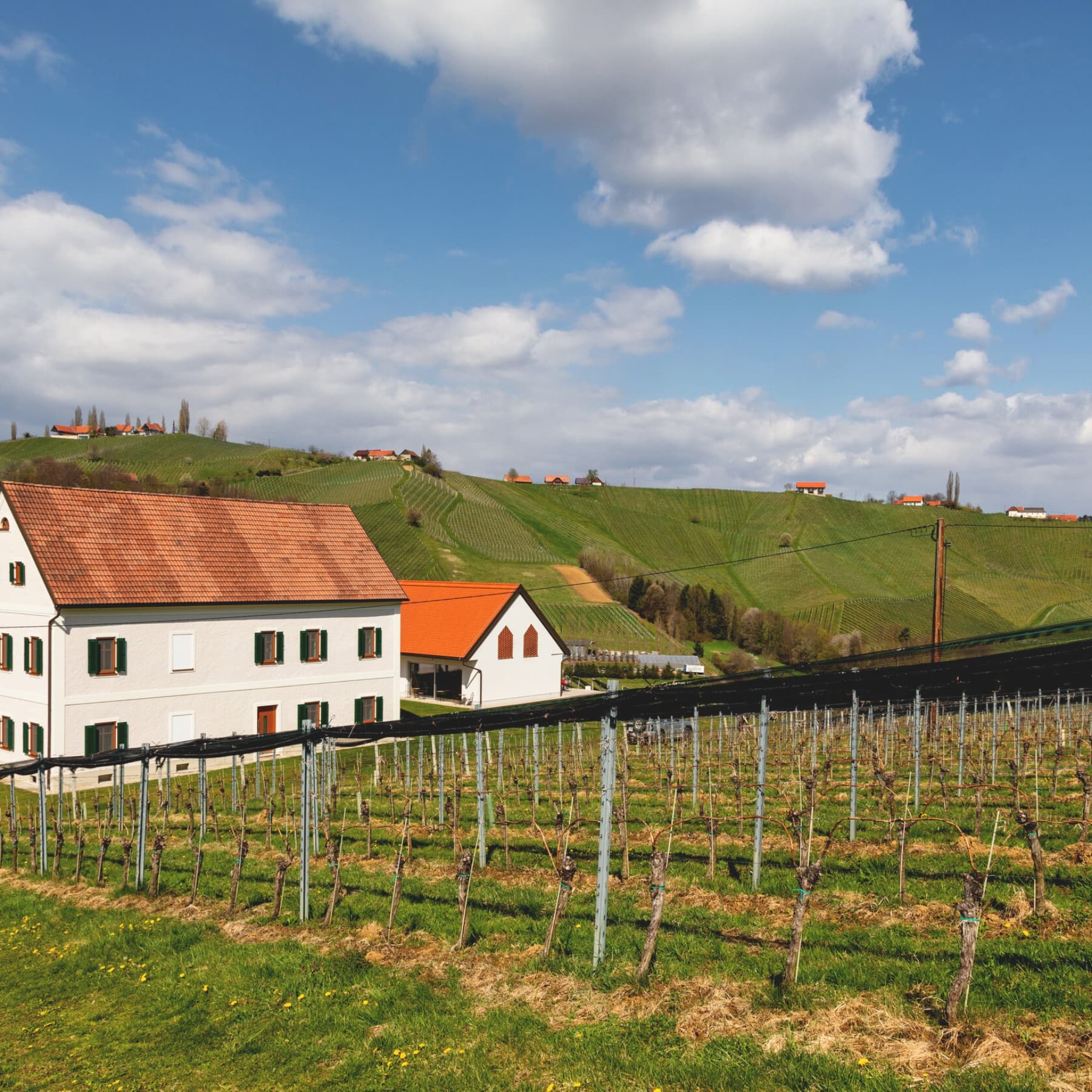 Weingarten vor einem Haus