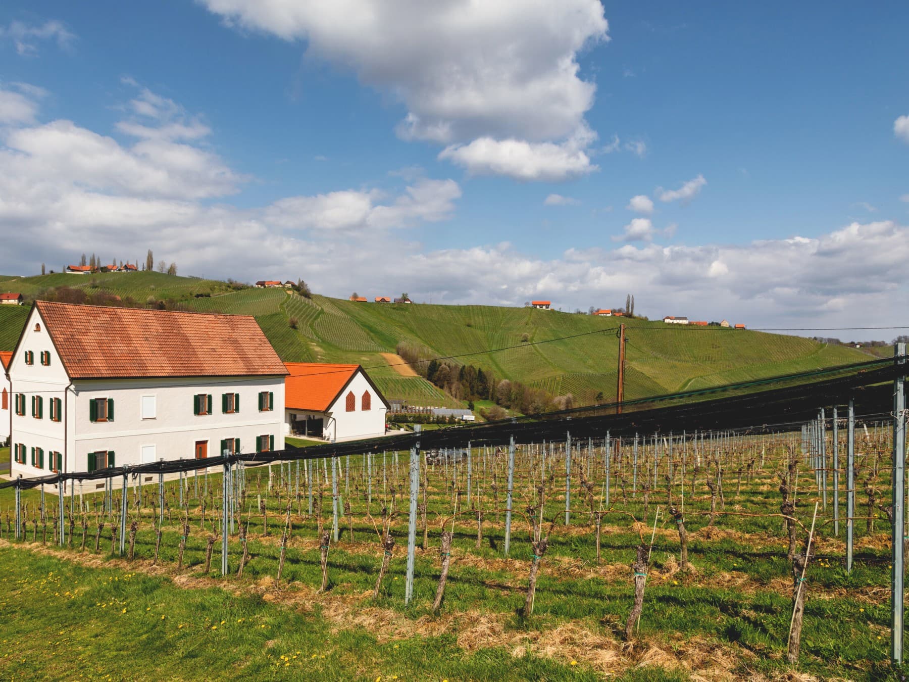 Weingarten vorm Weingut